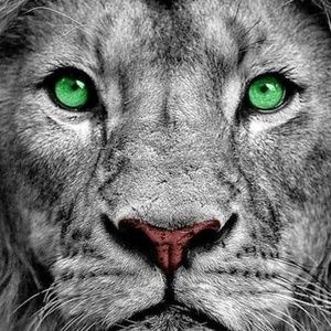 Meet your Posher, Waldo